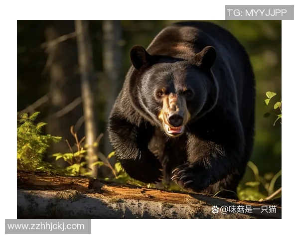 腾飞之狮与澳门黑熊的巅峰对决谁将成为胜利的王者 腾飞之狮与澳门黑熊的巅峰对决谁将成为胜利的王者